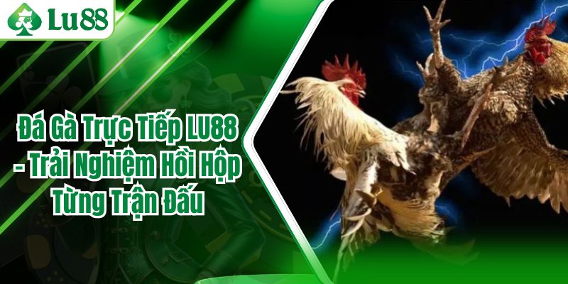 Đá Gà Trực Tiếp LU88 – Trải Nghiệm Hồi Hộp Từng Trận Đấu